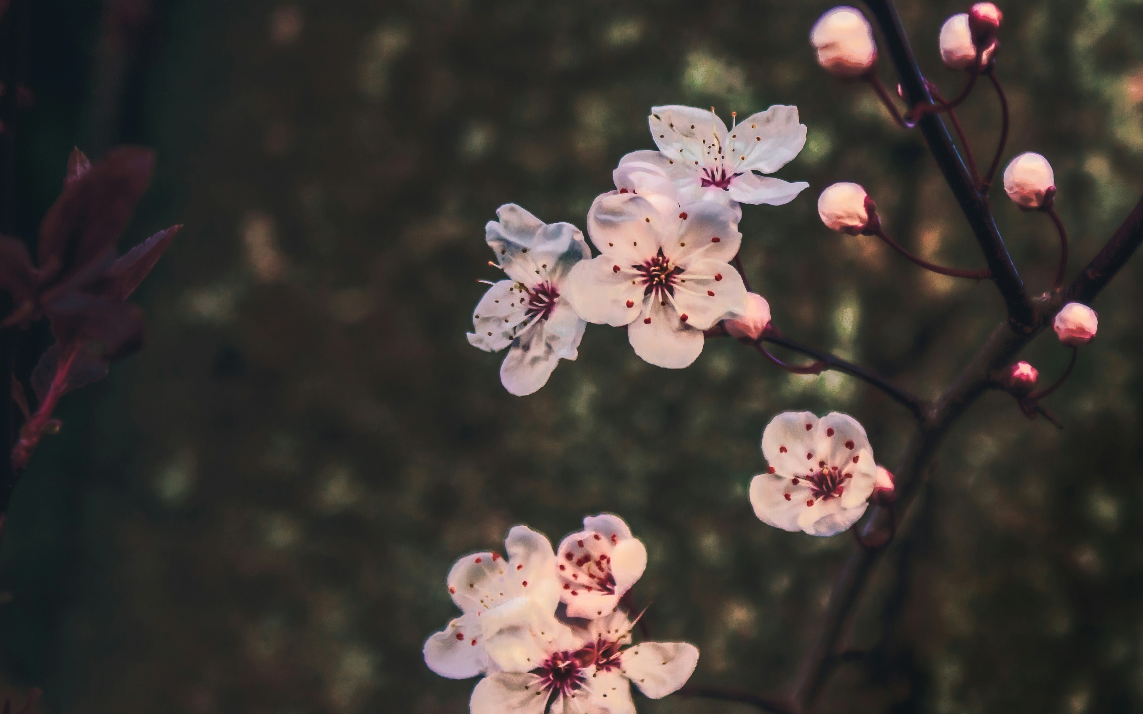 white cherry blossom in bloom during daytime